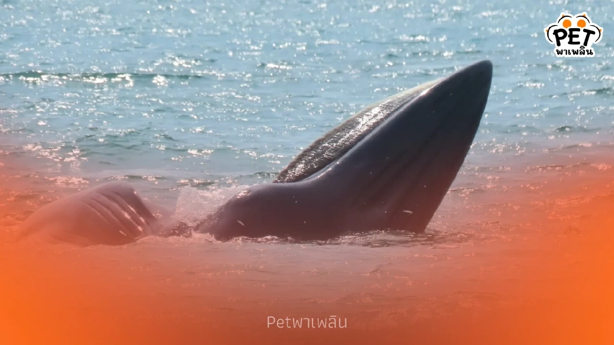 ตื่นตา! วาฬบรูด้าโผล่กลางเกาะอ่างทอง สัญญาณทะเลไทยฟื้นตัว