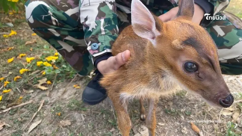 เจ้าหน้าที่อนุรักษ์เพชรบุรีเร่งช่วย "ลูกเก้ง" พลัดหลง