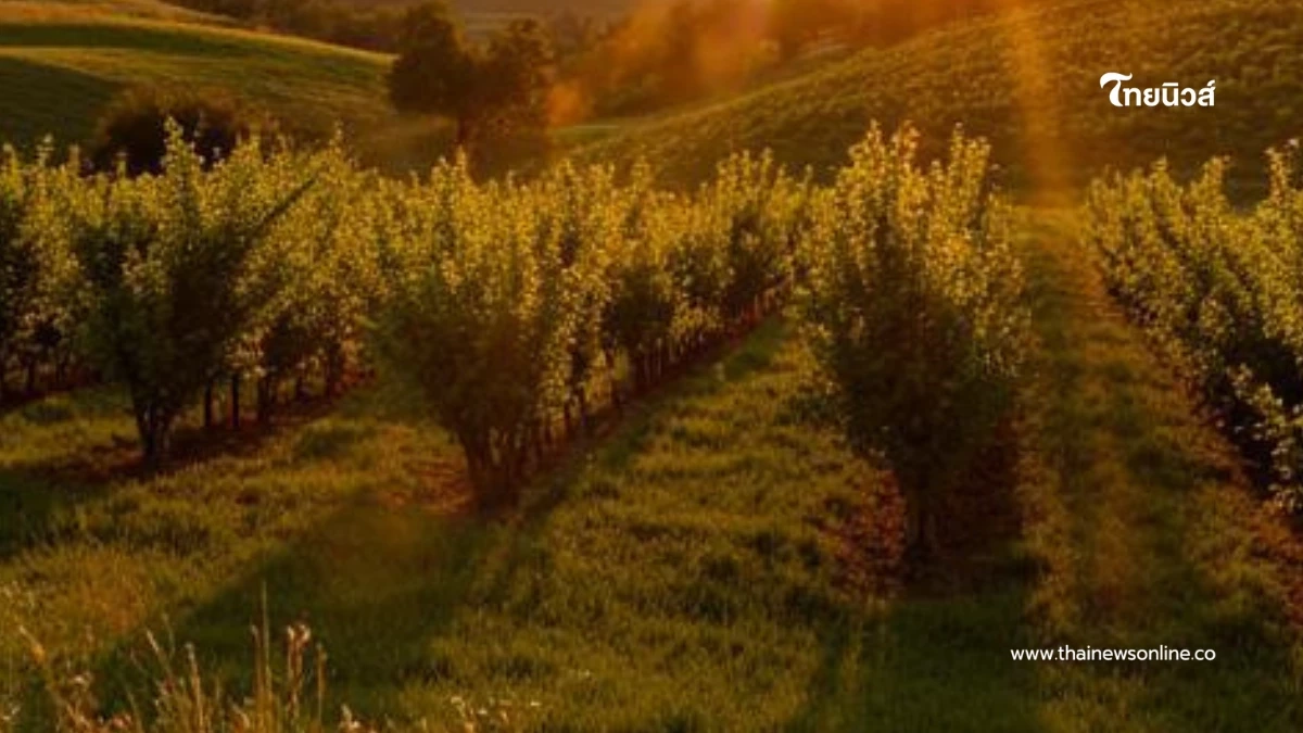 ที่ดินว่างอย่าปล่อยทิ้ง เปิดโผ 57 พืช ปลูกแล้วได้ลดภาษีที่ดิน