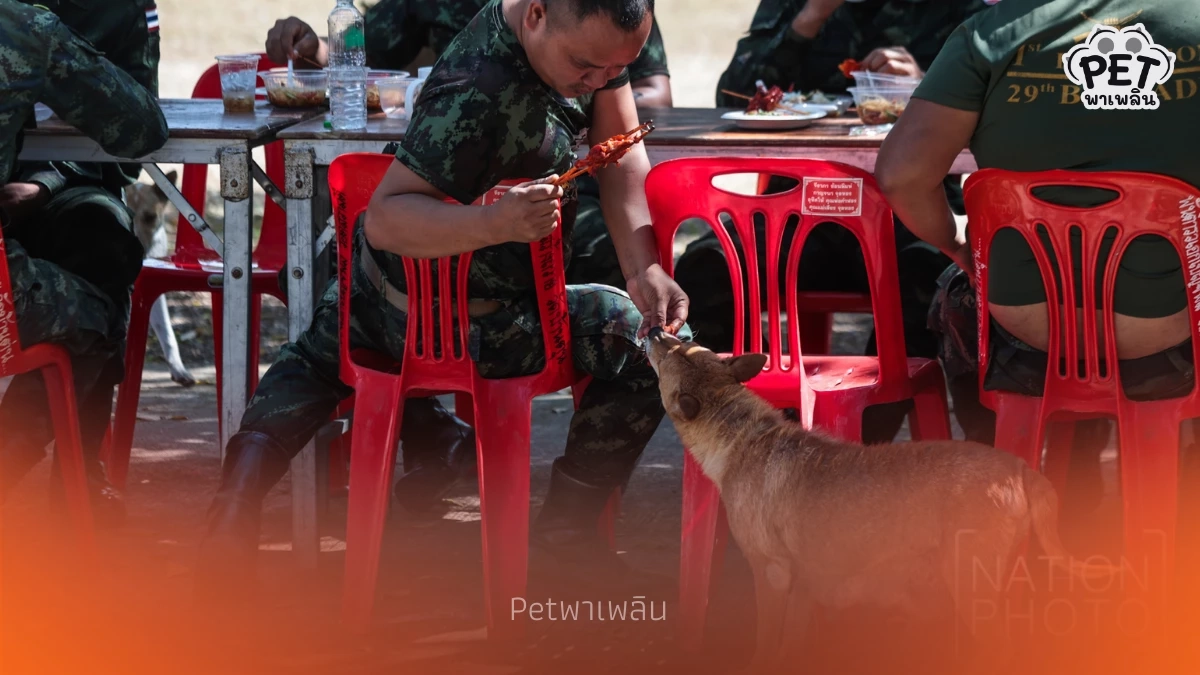 พักรบมาพบรัก เปิดอีกมุมหัวใจอ่อนโยนของทหารไทยใต้เครื่องแบบ