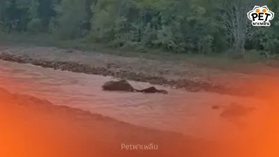 ช้างป่า เล่นน้ำฉ่ำ การแก้ปัญหาช้างออกนอกพื้นที่เริ่มเห็นผล