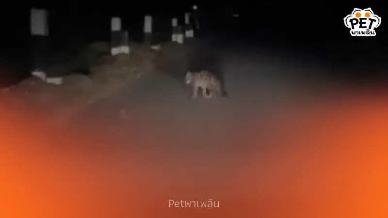 พบเสือลายเมฆหน้าด่านศาลเจ้าพ่อเขาใหญ่ ย้ำความสมบูรณ์มรดกโลก