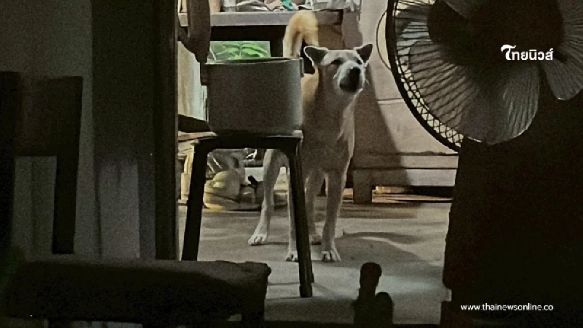 เศร้าใจ พบยายวัย 77 ดับคาบ้านพัก สุนัขคู่ใจเฝ้าร่างไม่ห่าง