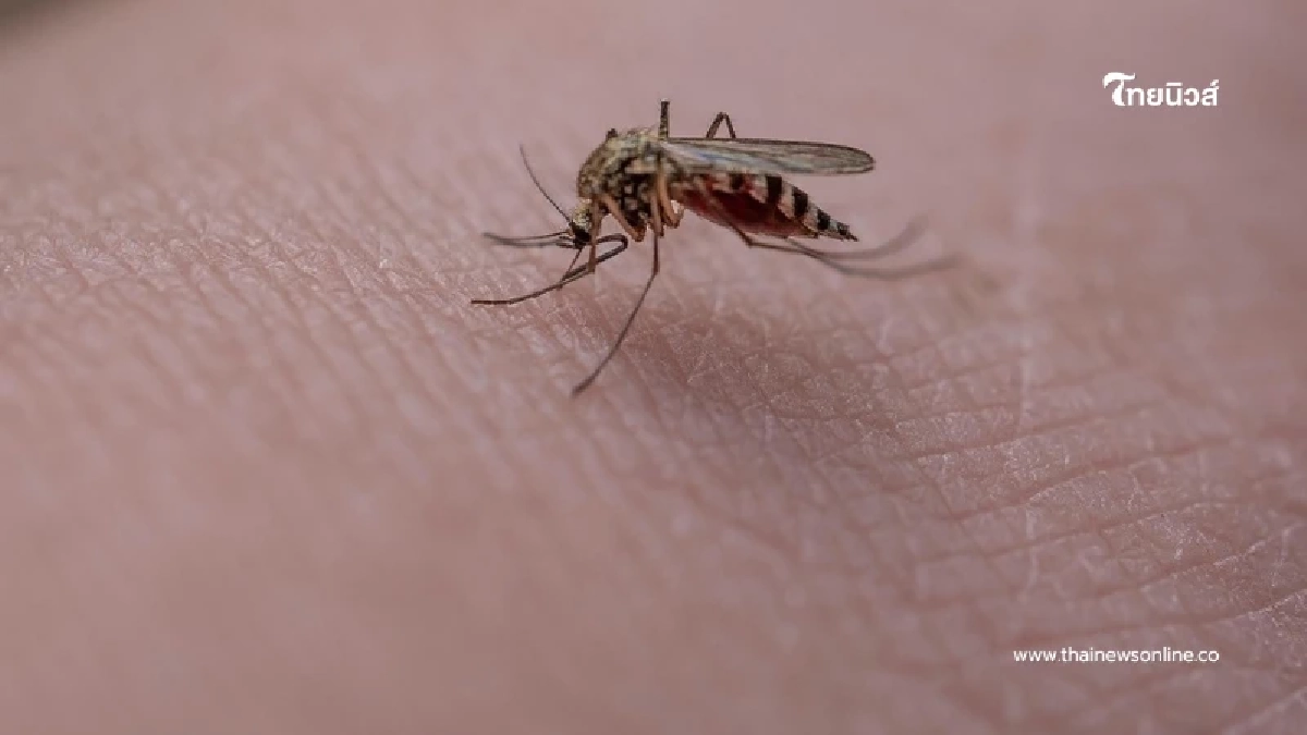 คน 4 ประเภทที่ยุงชอบกัด ไปอยู่ตรงไหนก็โดนยุงรุมตอมอยู่ดี