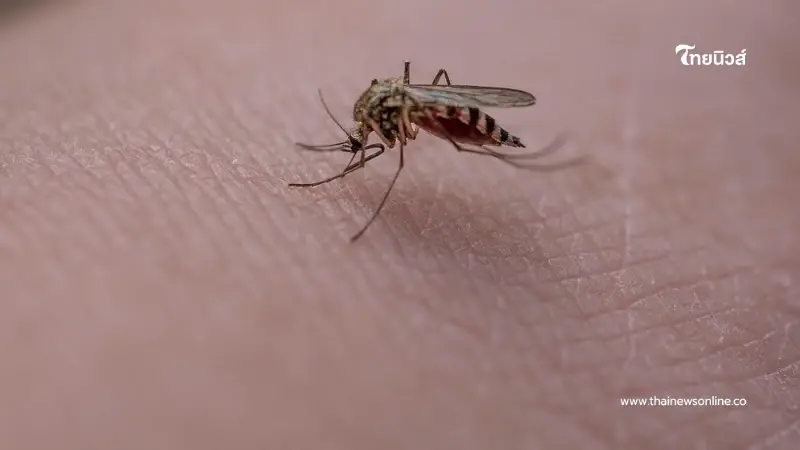 คน 4 ประเภทที่ยุงชอบกัด ไปอยู่ตรงไหนก็โดนยุงรุมตอมอยู่ดี