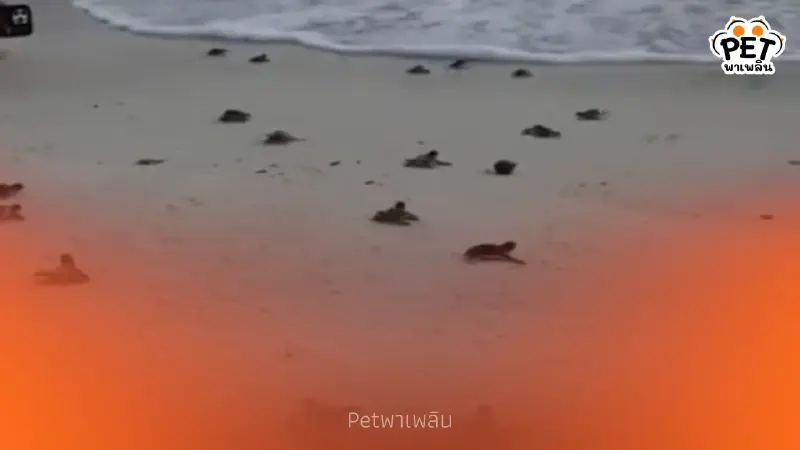 สิมิลันปล่อยลูกเต่าตนุ 71 ตัว คืนสู่ธรรมชาติ ต้อนรับปีใหม่