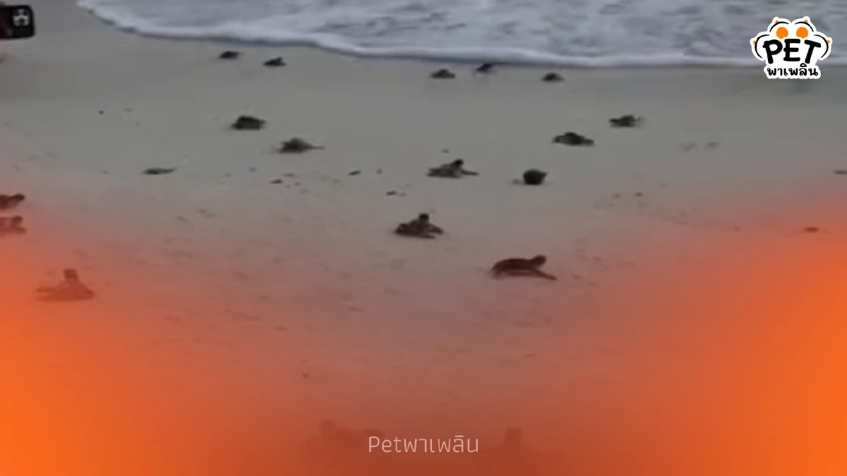 สิมิลันปล่อยลูกเต่าตนุ 71 ตัว คืนสู่ธรรมชาติ ต้อนรับปีใหม่ สิมิลันปล่อยลูกเต่าตนุ 71 ตัว คืนสู่ธรรมชาติ ต้อนรับปีใหม่