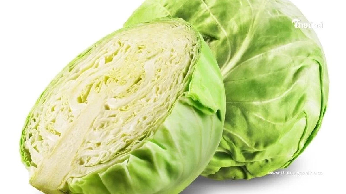 กะหล่ำปี ผักบ้านๆ แต่ประโยชน์ไม่ธรรมดา กินแล้วดีต่อสุขภาพ