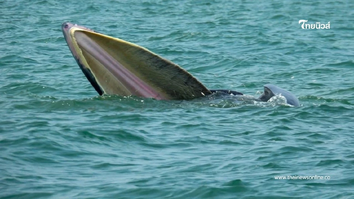 วาฬบรูด้า 2 ตัว อวดโฉมต่อเนื่องใจกลางทะเลหมู่เกาะอ่างทอง วาฬบรูด้า 2 ตัว อวดโฉมต่อเนื่องใจกลางทะเลหมู่เกาะอ่างทอง