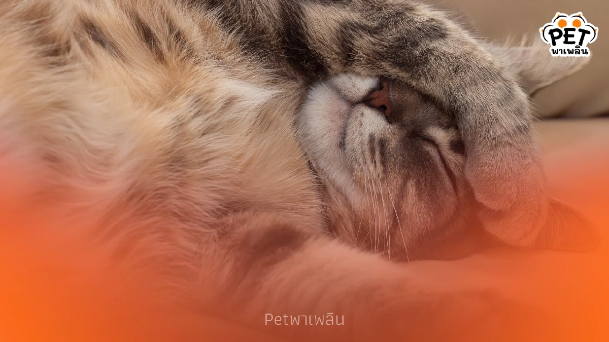 ทำไมแมวนอนเยอะ? ส่องสัญชาตญาณและการชาร์จพลังที่ทาสแมวต้องรู้