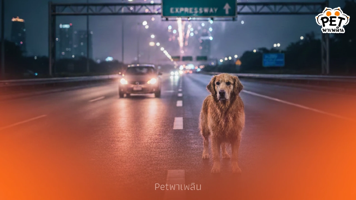 วิธีรับมือสุนัข-แมวหลงบนทางด่วน พร้อมเบอร์ช่วยสัตว์หายปีใหม่