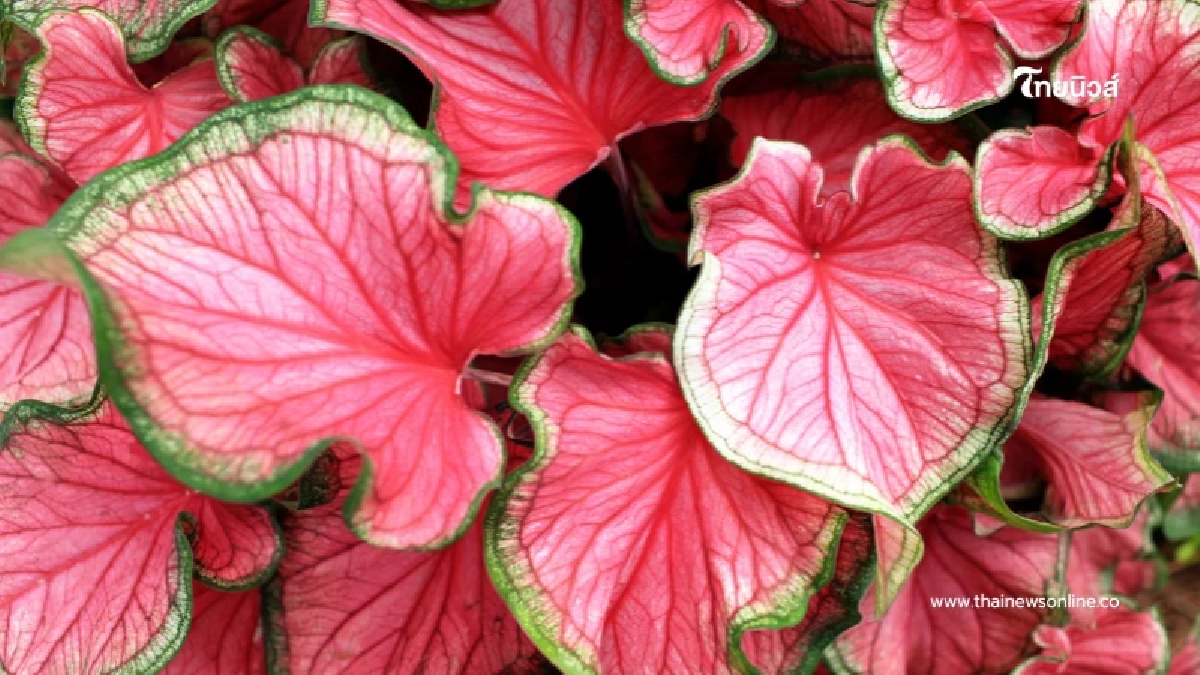 เช็กก่อนปลูก 4 ต้นไม้ "สวยแต่แฝงอันตราย" ไม่แนะนำให้ปลูกในบ้าน