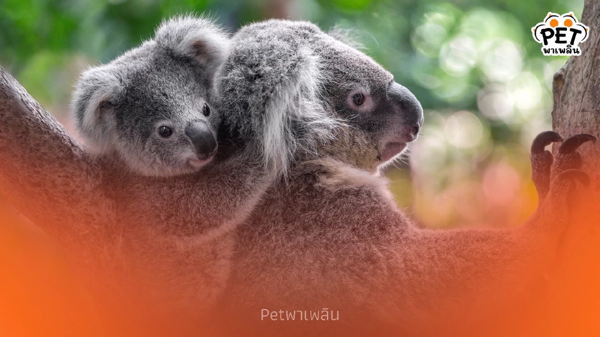 โคอาล่า ภัยเงียบทำลายระบบนิเวศ ทำต้นไม้ตายเกลื่อนออสเตรเลีย