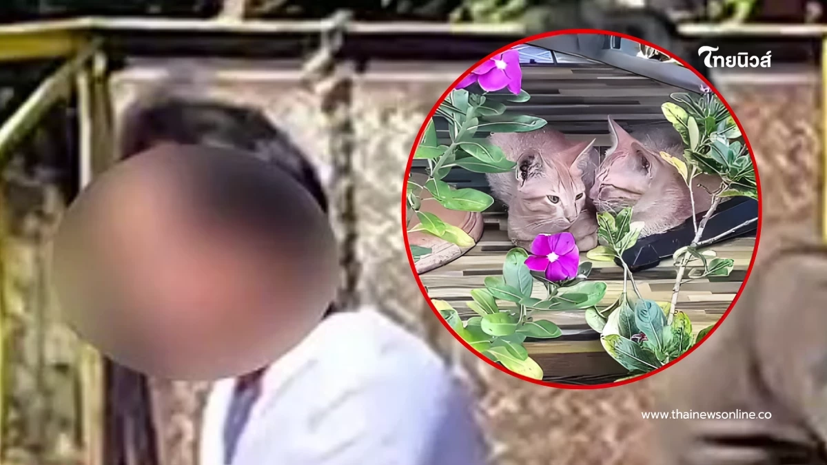 หญิงสุรินทร์อ้างหาคนรับแมวไปดูแล มูลนิธิวอชด็อก เผยเบื้องหลัง