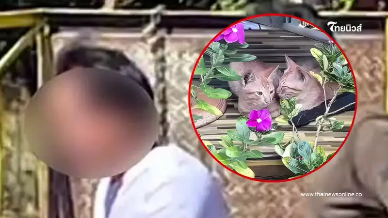 หญิงสุรินทร์อ้างหาคนรับแมวไปดูแล มูลนิธิวอชด็อก เผยเบื้องหลัง