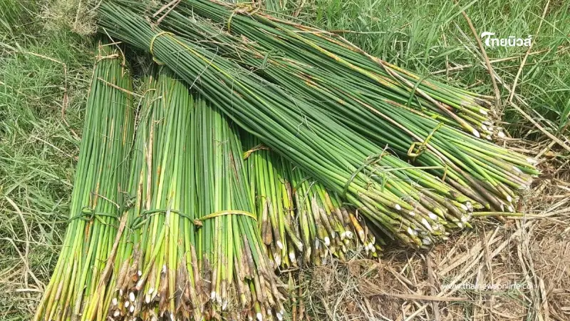 ปั้นเสื่อกกสู่เวทีโลก "กกเหล่าพัฒนา" ขึ้นแท่น GI ภูมิปัญญานครพนม ปั้นเสื่อกกสู่เวทีโลก "กกเหล่าพัฒนา" ขึ้นแท่น GI ภูมิปัญญานครพนม