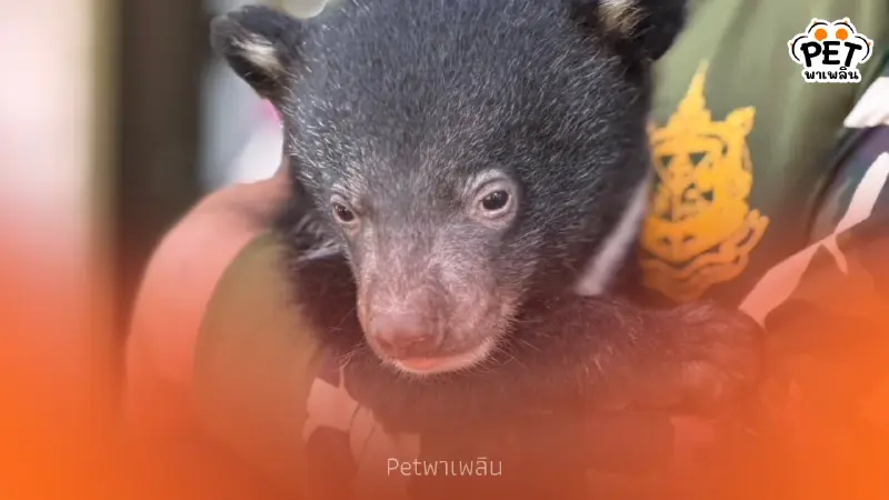 นาทีชีวิต! ลูกหมีควายหลงป่าพังงา จนท.เร่งช่วยดูแลใกล้ชิด