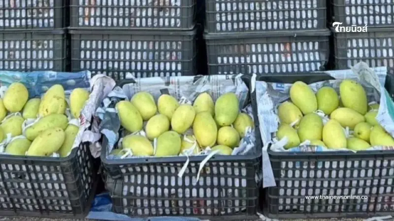 ตำรวจทางหลวงมุกดาหาร สกัดกระบะลอบขนมะม่วงแก้วขมิ้นต่างประเทศ