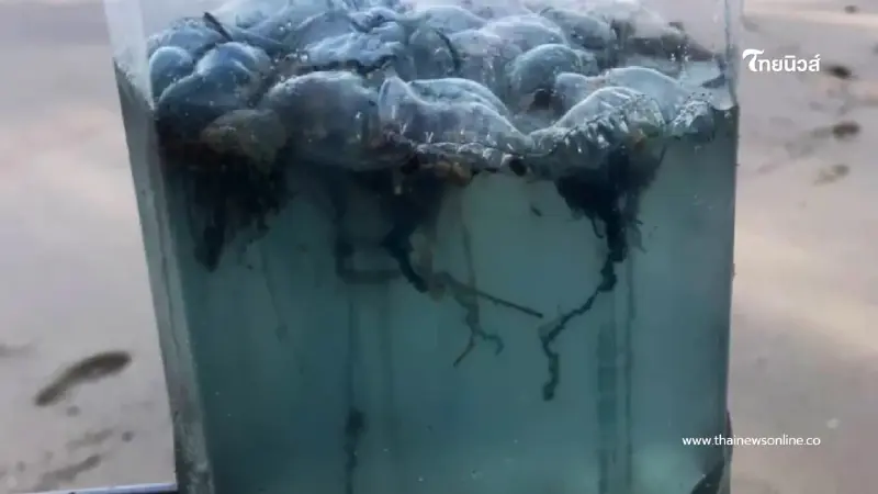 เทศบาลนครสงขลาเตือนแมงกะพรุนพิษบุกหาดสมิหลา ม.ค.-มี.ค. นี้