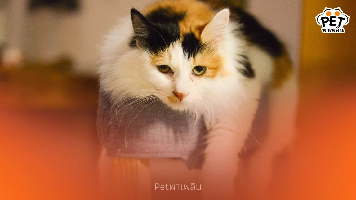 5 เรื่องน่ารู้เกี่ยวกับพฤติกรรมแมวและความลับที่ทาสไม่เคยเห็น