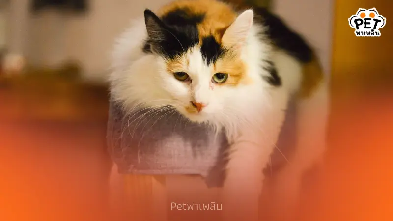 5 เรื่องน่ารู้เกี่ยวกับพฤติกรรมแมวและความลับที่ทาสไม่เคยเห็น