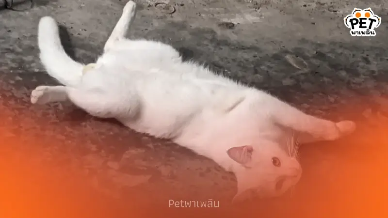 "โชว์พุงไม่ได้แปลว่าให้จับ ไขปริศนาว่าทำไมแมวหวงพุง"