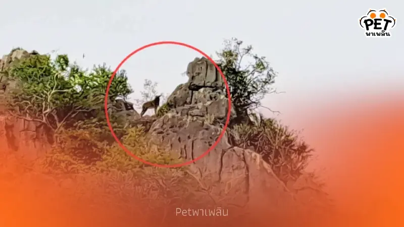 ปังรับปีใหม่! เลียงผาโชว์ตัวเขาสามร้อยยอด สัญญาณดีป่าสมบูรณ์