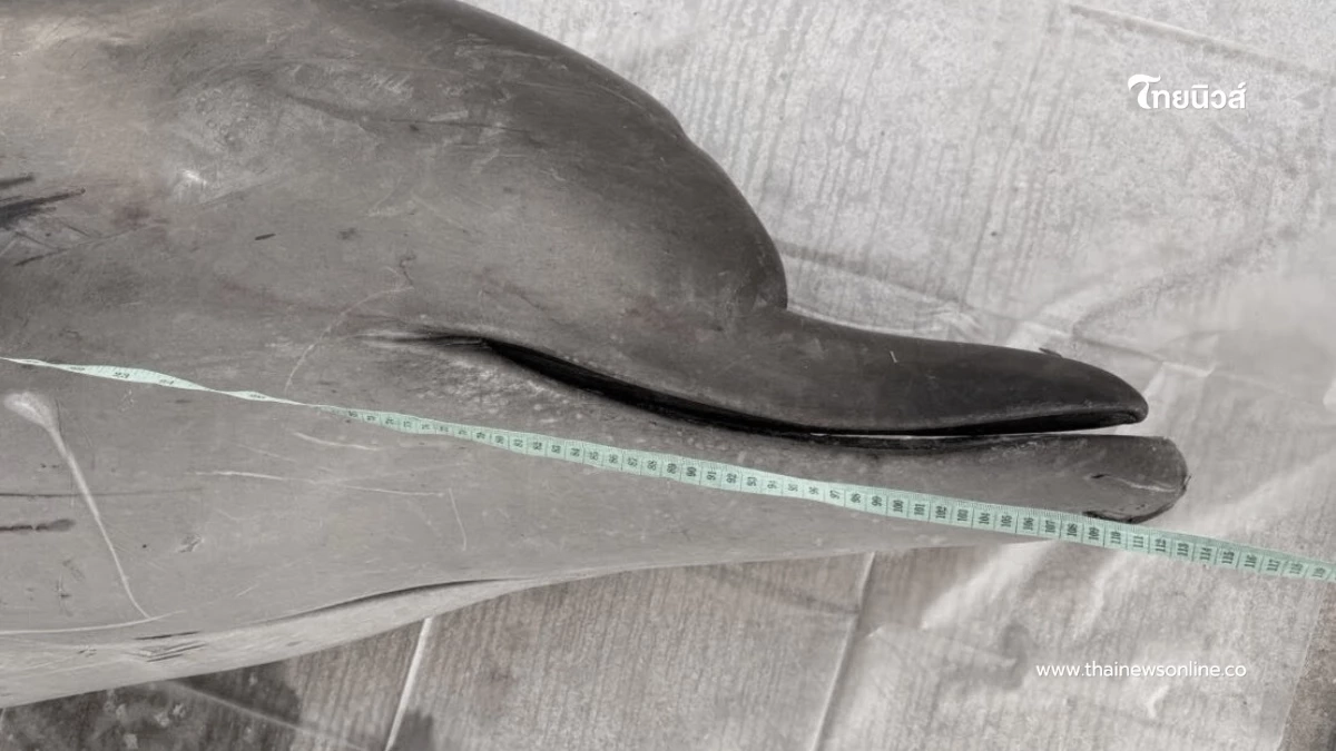 สุดเศร้า ผลชันสูตรซากวาฬมีจะงอยปาก เกยตื้นที่จันทบุรี