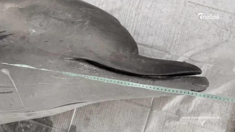 สุดเศร้า ผลชันสูตรซากวาฬมีจะงอยปาก เกยตื้นที่จันทบุรี