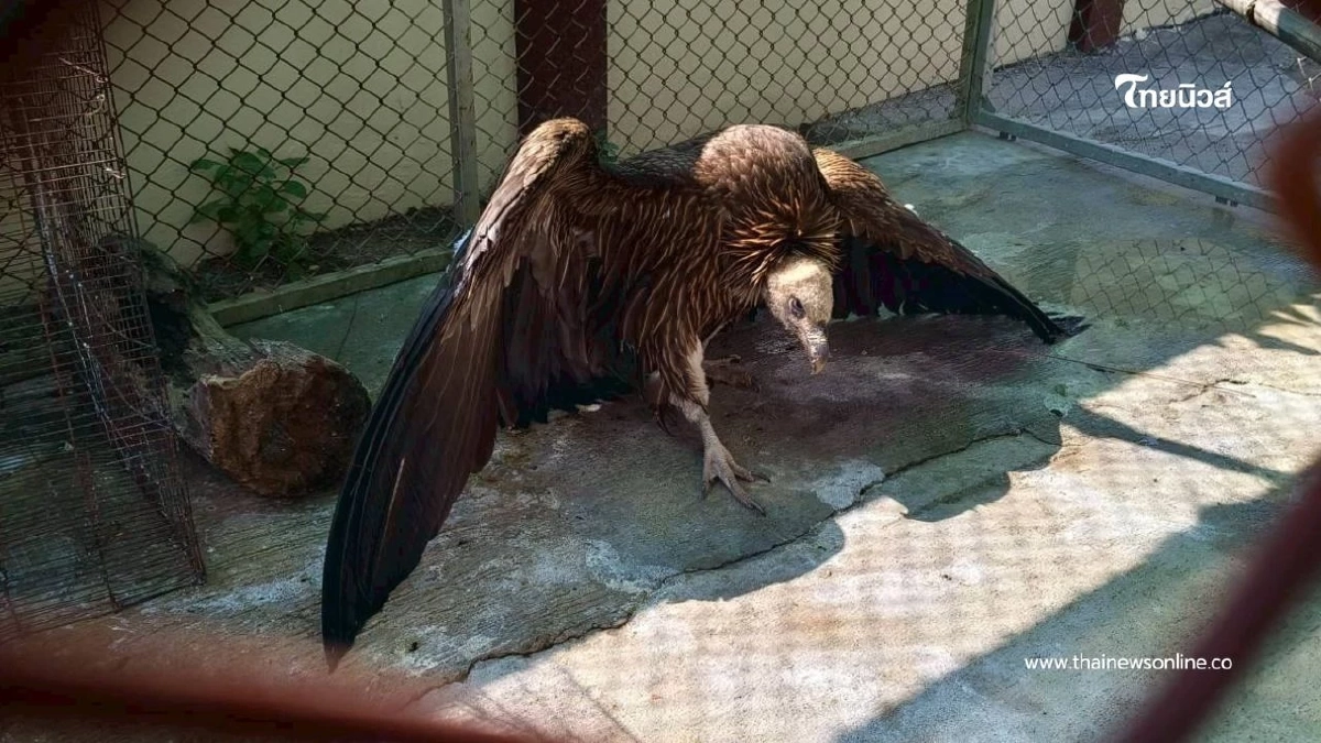 อัปเดต "นิกกี้" แร้งสีน้ำตาลหิมาลัย อาการดีขึ้น แข็งแรงขึ้น