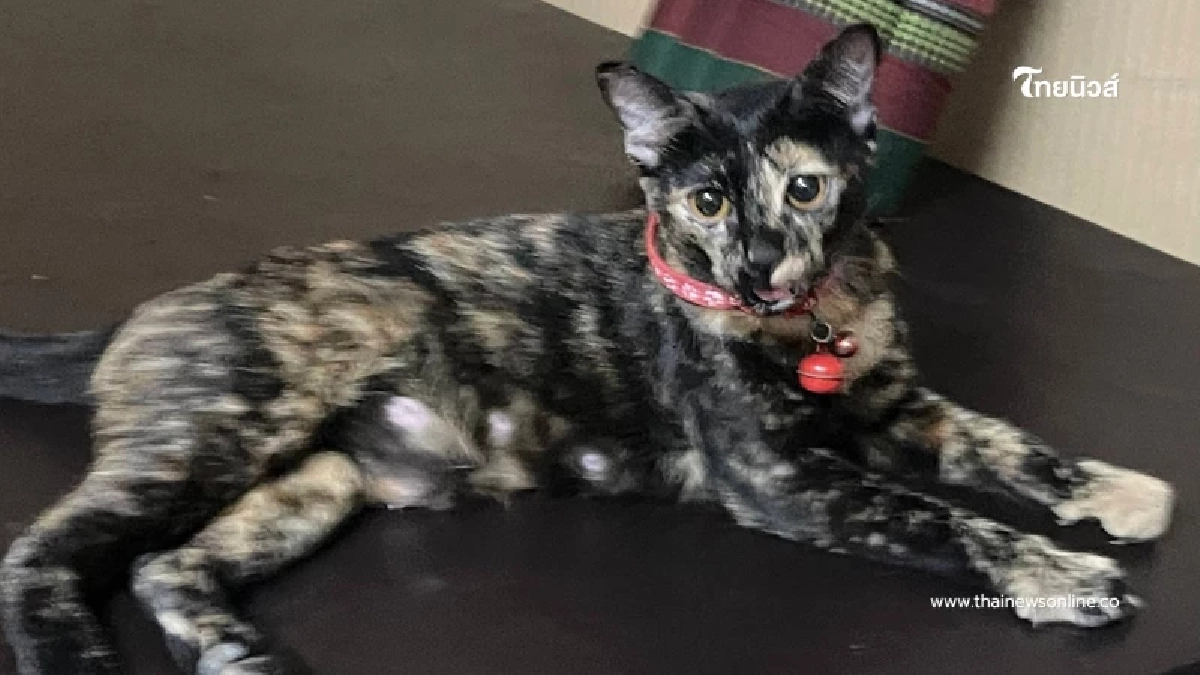 ตามหาเจ้าของ พบแมวสาวปลอกคอแดง มารับคืนด้วยครับ สถานีตำรวจทางหลวง 1
