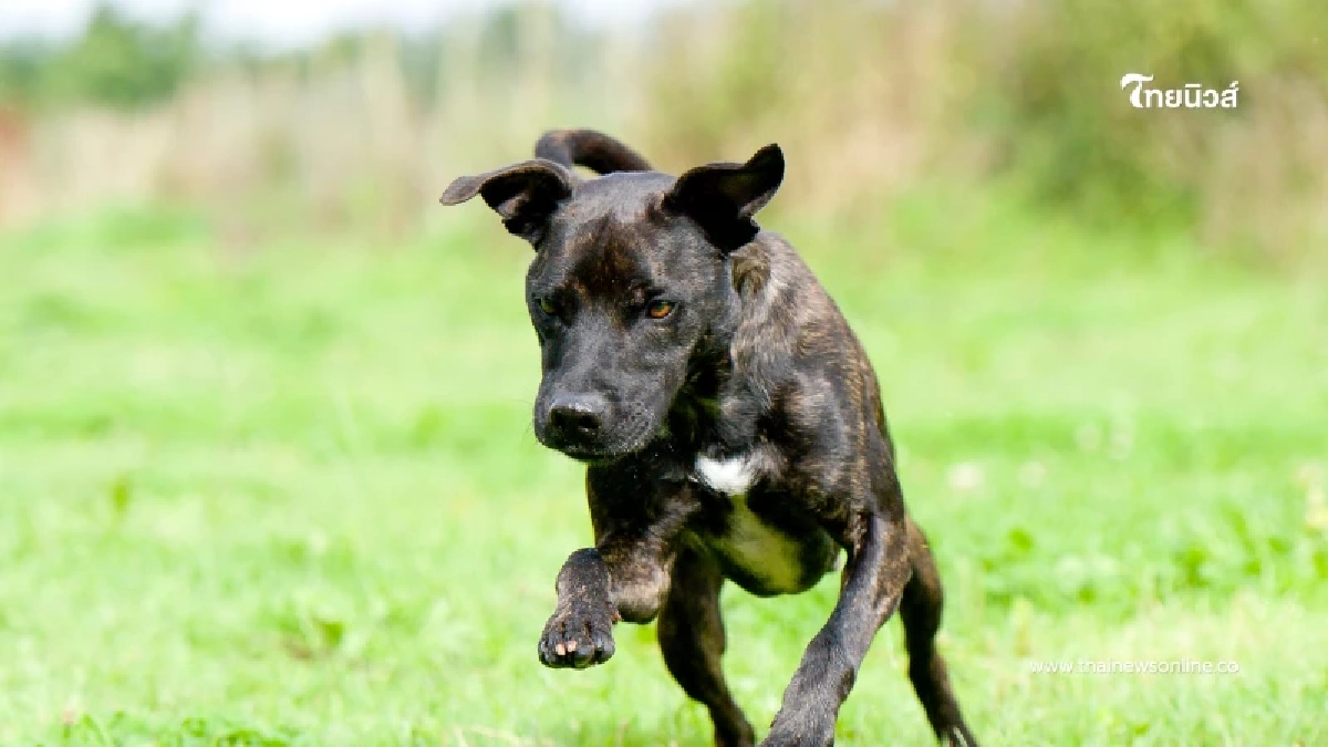 ประกาศเตือนเขตลาดกระบัง พบสัตว์ป่วยโรคพิษสุนัขบ้า ระวัง 5 รัศมี ประกาศเตือนเขตลาดกระบัง พบสัตว์ป่วยโรคพิษสุนัขบ้า ระวัง 5 รัศมี