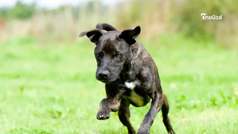 ประกาศเตือนเขตลาดกระบัง พบสัตว์ป่วยโรคพิษสุนัขบ้า ระวัง 5 รัศมี ประกาศเตือนเขตลาดกระบัง พบสัตว์ป่วยโรคพิษสุนัขบ้า ระวัง 5 รัศมี