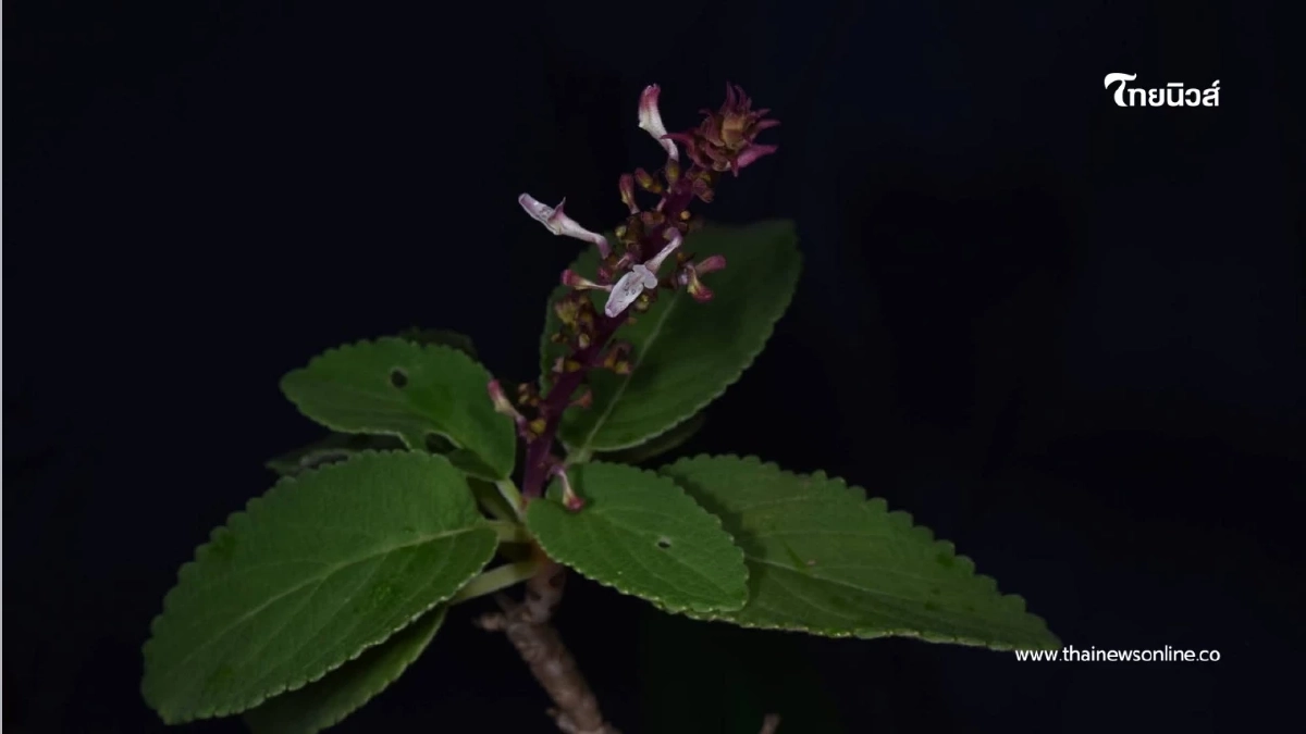 ค้นพบ พืชในตำนาน หูเสือใบขน พรรณไม้หายากที่หายไป 130 ปี