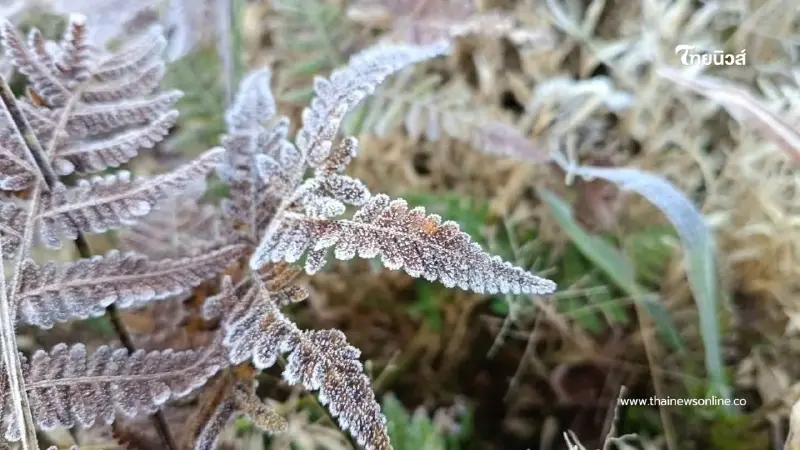 หนาวจัดที่ภูกระดึง-ภูหลวง "แม่คะนิ้ง" โผล่ทักทายฤดูหนาว 2569 หนาวจัดที่ภูกระดึง-ภูหลวง "แม่คะนิ้ง" โผล่ทักทายฤดูหนาว 2569