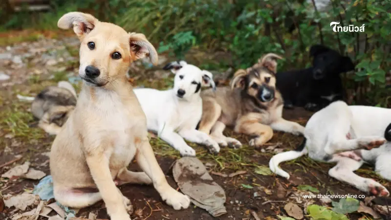 เปิดงบดูแลหมาแมวจร 100 ตัว ต้องควักกระเป๋าจ่ายเดือนละเท่าไหร่ เปิดงบดูแลหมาแมวจร 100 ตัว ต้องควักกระเป๋าจ่ายเดือนละเท่าไหร่