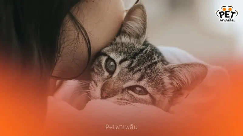 เปิดความลับพฤติกรรมแมว! แมวรักผู้หญิงมากกว่าผู้ชายจริงไหม?