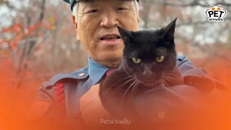 ปิดตำนาน เคนจัง แมวดำยอดนักสู้ ผู้พยายามเข้าพิพิธภัณฑ์ศิลปะ 7 ปี