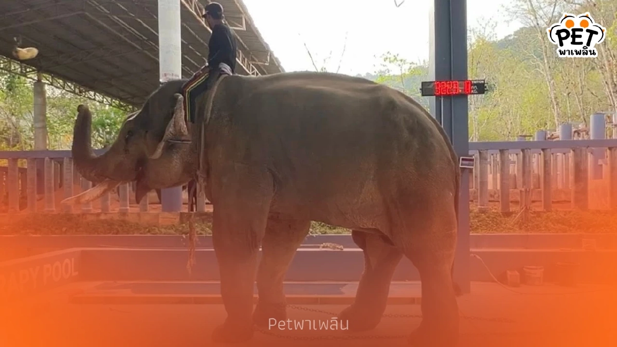 พลายเดียว ช้างตกเขาจากพังงาถึงรพ.ภูเก็ต ผลตรวจเบื้องต้นออกแล้ว