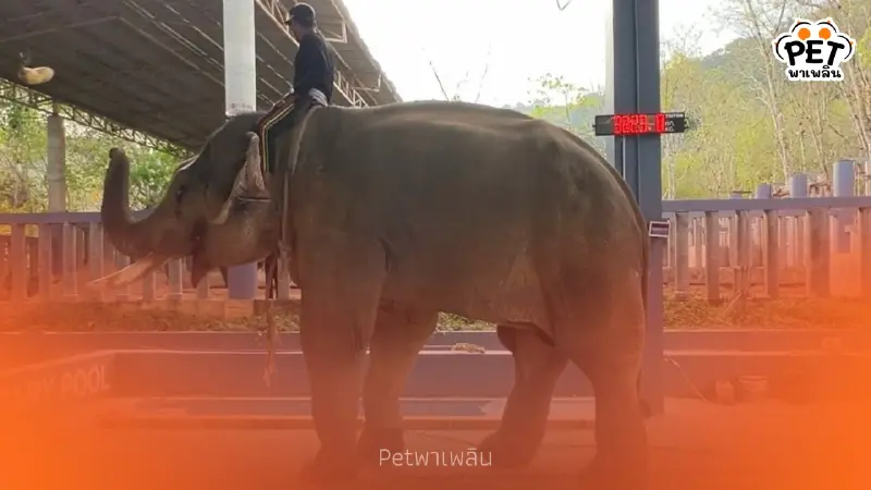 พลายเดียว ช้างตกเขาจากพังงาถึงรพ.ภูเก็ต ผลตรวจเบื้องต้นออกแล้ว