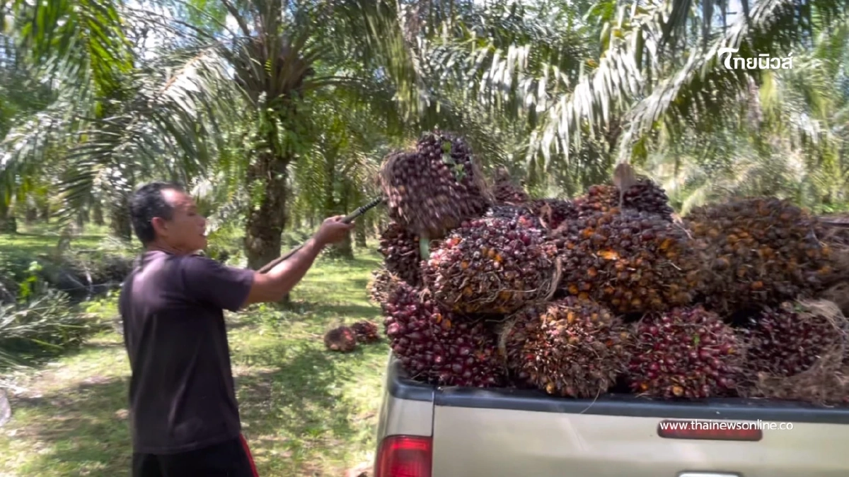 ชาวสวนตรังร้อง ปาล์มราคาดิ่งหลังรัฐประกาศประกัน 5 บาท ชาวสวนตรังร้อง ปาล์มราคาดิ่งหลังรัฐประกาศประกัน 5 บาท