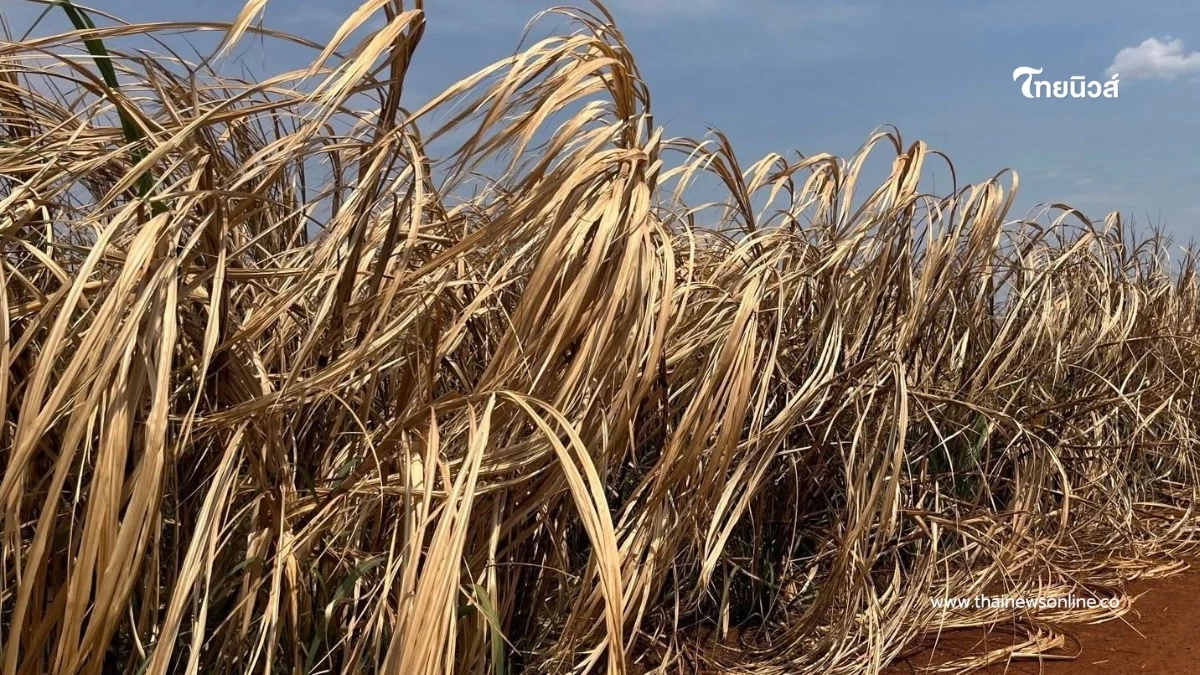 อ้อยชายแดนพังยับ สงครามเขมรทำระส่ำ วิกฤติรุนแรงที่สุด