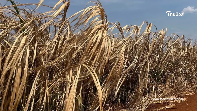 อ้อยชายแดนพังยับ สงครามเขมรทำระส่ำ วิกฤติรุนแรงที่สุด อ้อยชายแดนพังยับ สงครามเขมรทำระส่ำ วิกฤติรุนแรงที่สุด