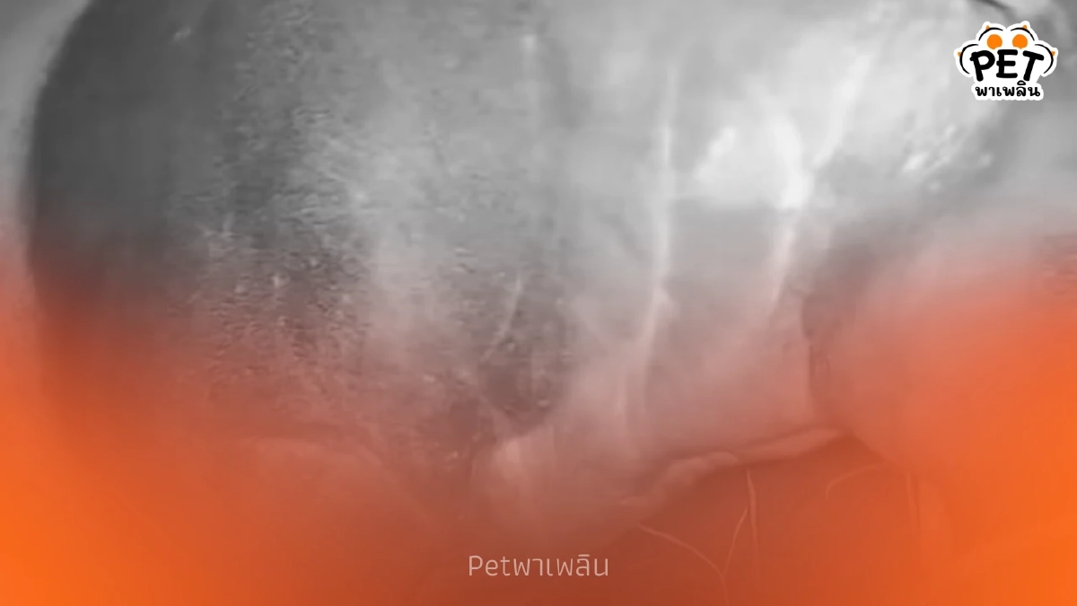 เขตรักษาพันธุ์สัตว์ป่ากะทูน พบ "สมเสร็จ" สัตว์ป่าหายาก