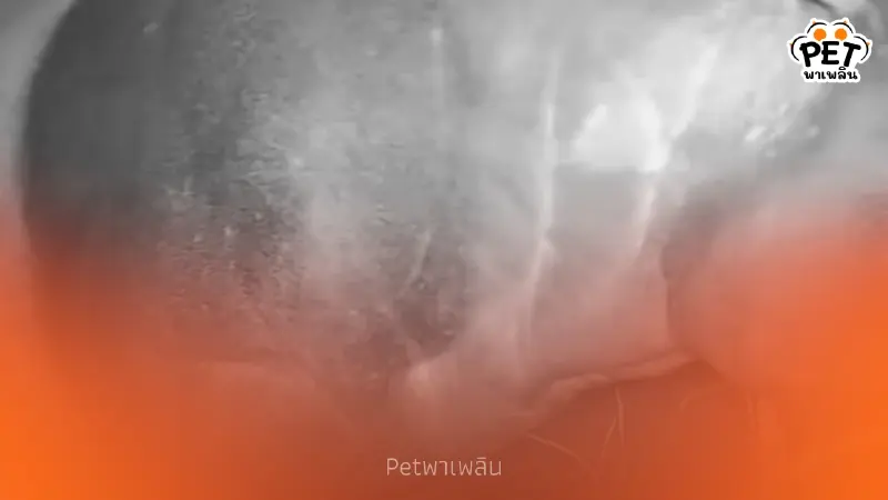 เขตรักษาพันธุ์สัตว์ป่ากะทูน พบ "สมเสร็จ" สัตว์ป่าหายาก เขตรักษาพันธุ์สัตว์ป่ากะทูน พบ "สมเสร็จ" สัตว์ป่าหายาก