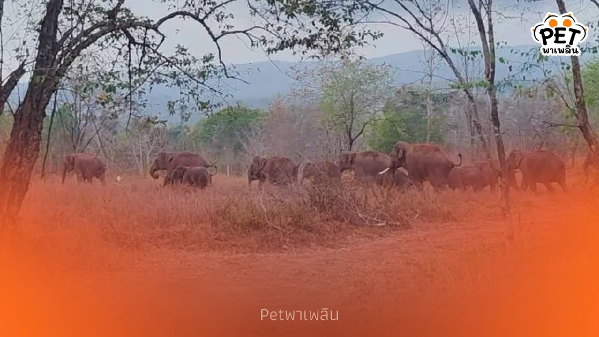 สั่งสกัดฝูงช้างป่า 24 ตัว บุกถนนสายหลัก หวั่นทะลักภูเวียง