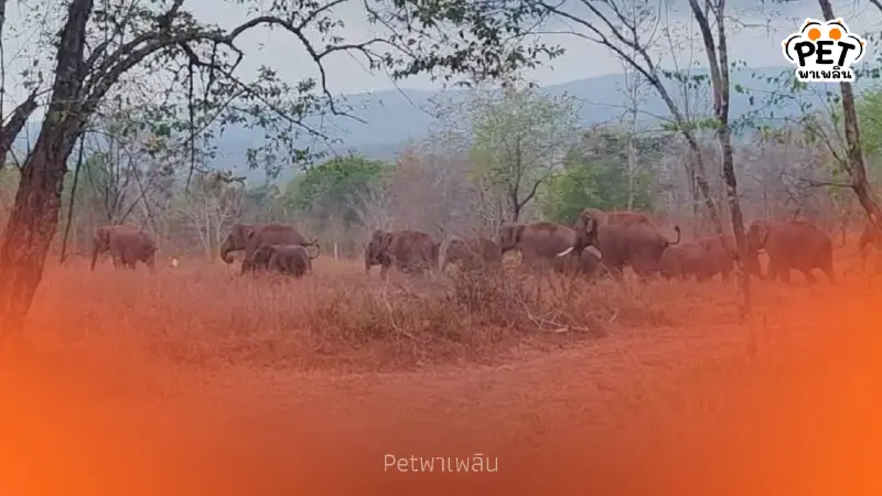 สั่งสกัดฝูงช้างป่า 24 ตัว บุกถนนสายหลัก หวั่นทะลักภูเวียง