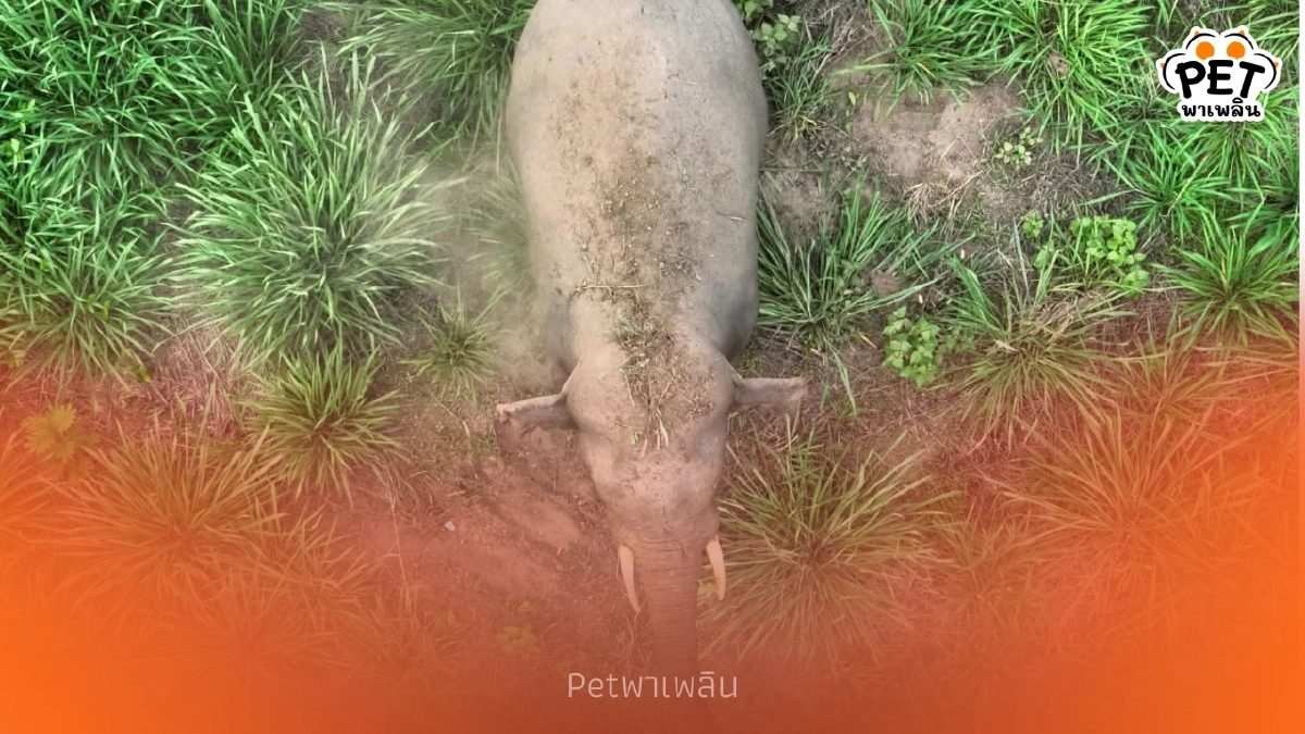 ด่วน! สั่งคุมเข้มช้างป่าบุกชุมชน 5 จังหวัด เฝ้าระวัง 24 ชม.