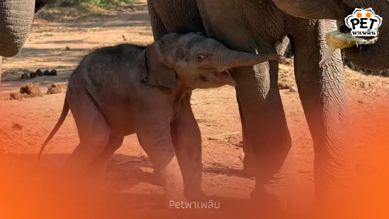 ข่าวดีซับลังกา น้องกุมภา สมาชิกใหม่ตัวที่ 71 คืนช้างสู่ธรรมชาติ