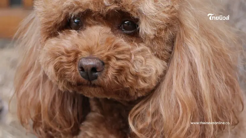 สาวโดนสั่งห้ามพาสุนัขขึ้นเครื่องบิน ตัดสินใจทำสิ่งไม่คาดคิด